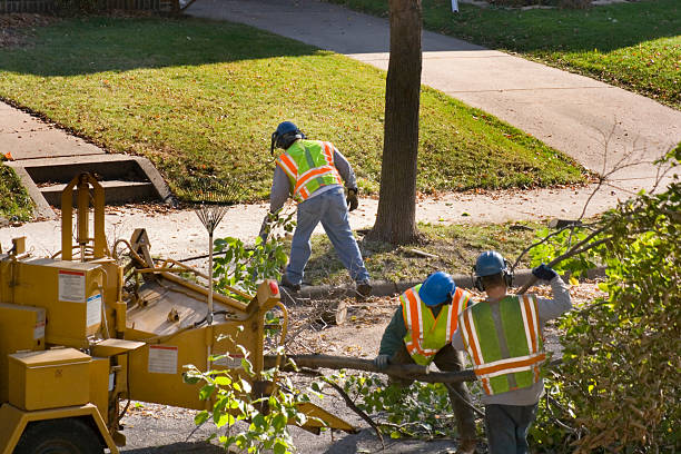 Best Tree Removal Cost  in North Crossett, AR